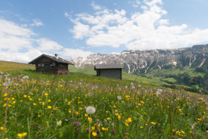 Almhütte auf Seiser Alm im Blumenmeer mit den Rosszähnen